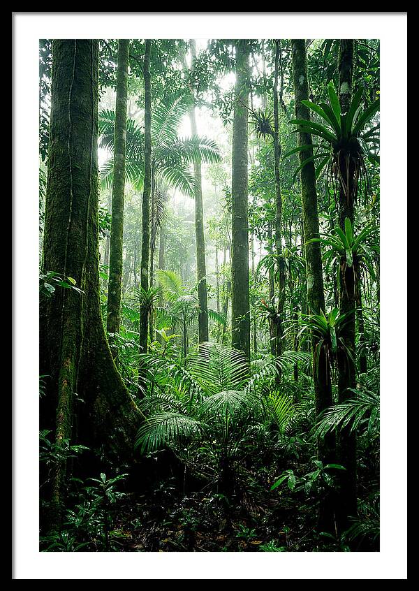 Exploring The Depths Of The Amazon Canopy