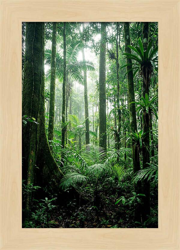Exploring The Depths Of The Amazon Canopy