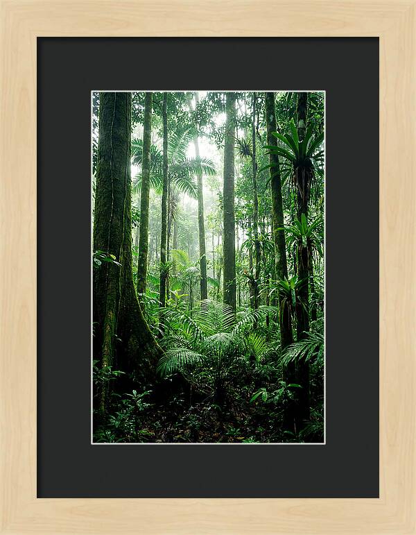 Exploring The Depths Of The Amazon Canopy