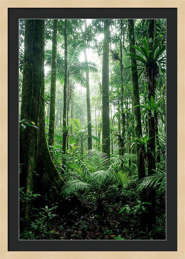Exploring The Depths Of The Amazon Canopy