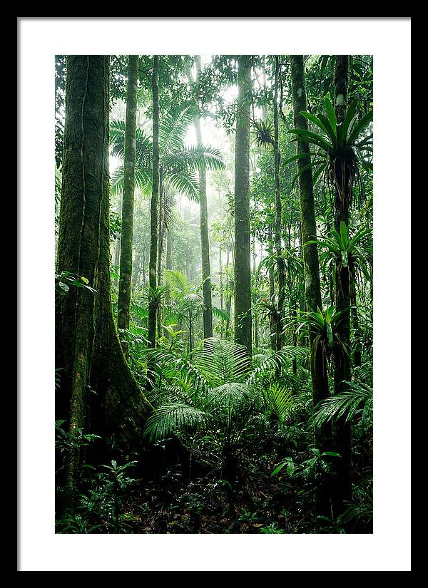 Exploring The Depths Of The Amazon Canopy
