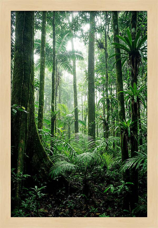 Exploring The Depths Of The Amazon Canopy