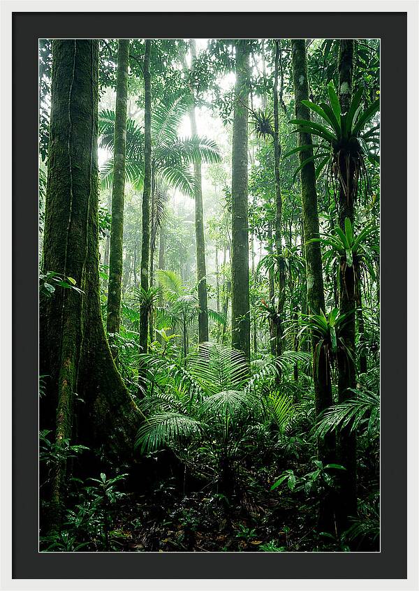 Exploring The Depths Of The Amazon Canopy