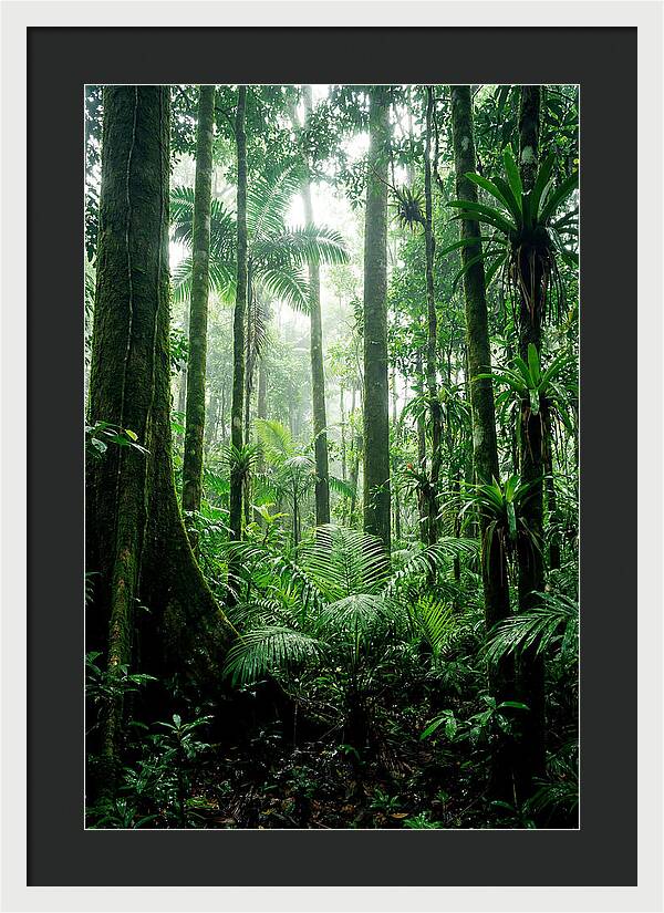 Exploring The Depths Of The Amazon Canopy
