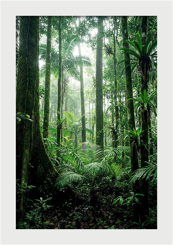 Exploring The Depths Of The Amazon Canopy