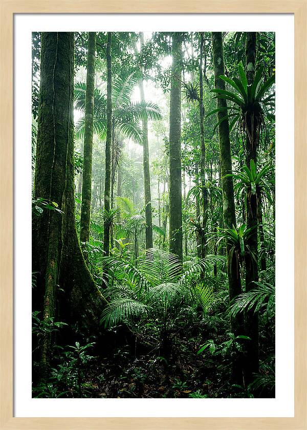 Exploring The Depths Of The Amazon Canopy