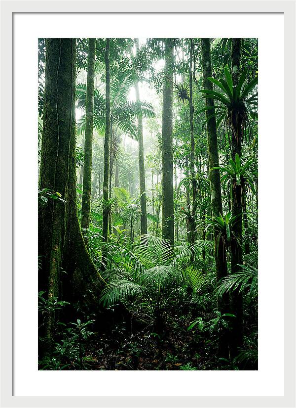 Exploring The Depths Of The Amazon Canopy
