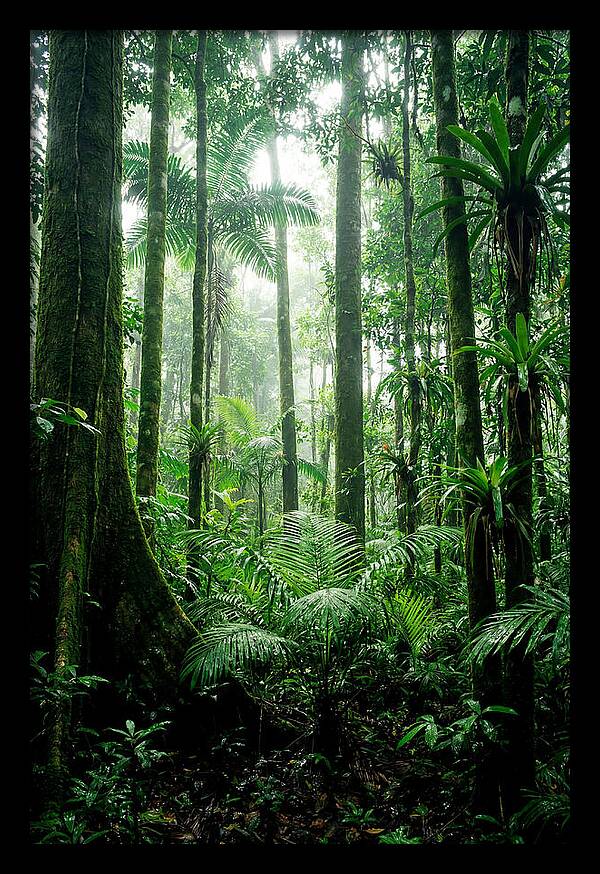Exploring The Depths Of The Amazon Canopy