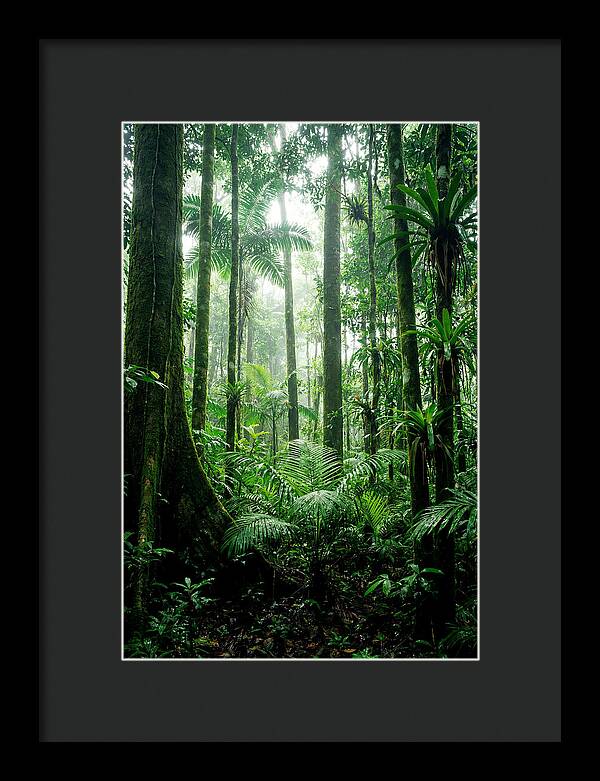 Exploring The Depths Of The Amazon Canopy