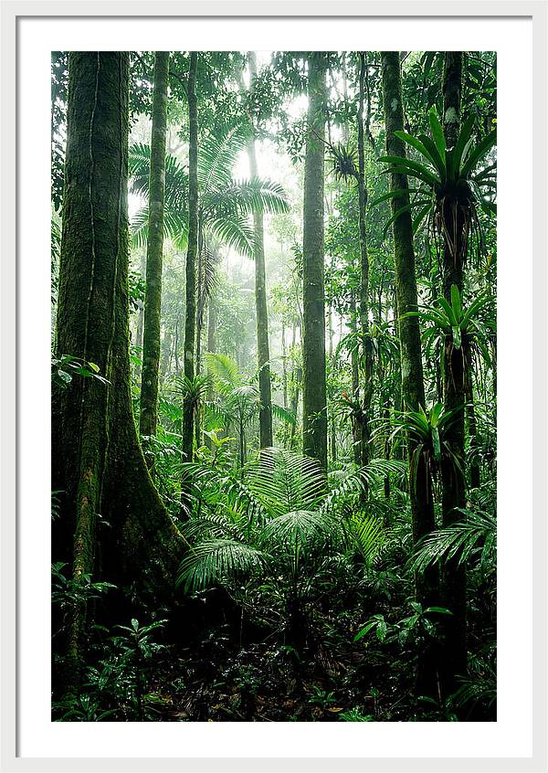 Exploring The Depths Of The Amazon Canopy