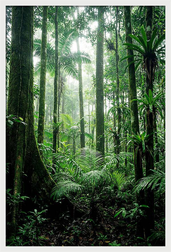 Exploring The Depths Of The Amazon Canopy