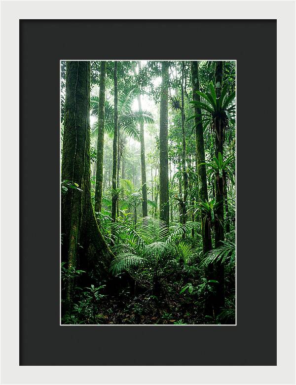 Exploring The Depths Of The Amazon Canopy
