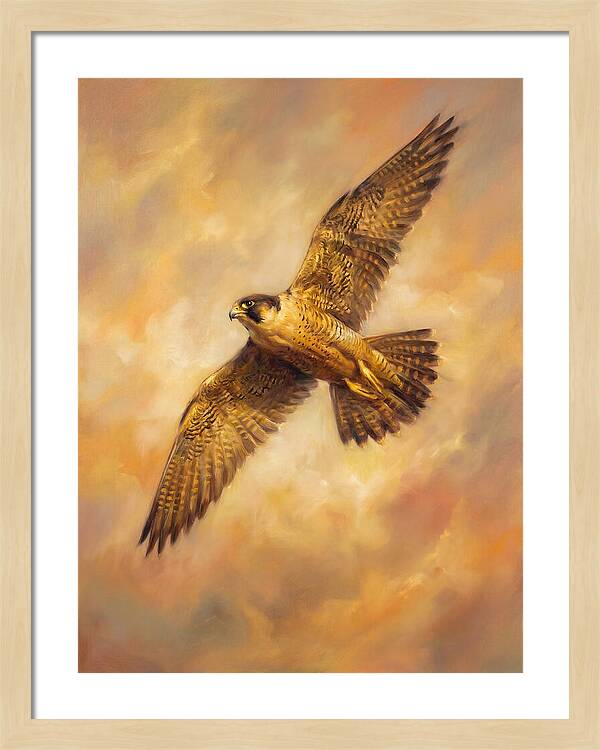 Falcon In Flight