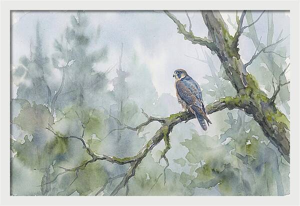 Falcon Perched In Misty Forest