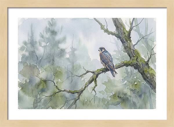 Falcon Perched In Misty Forest