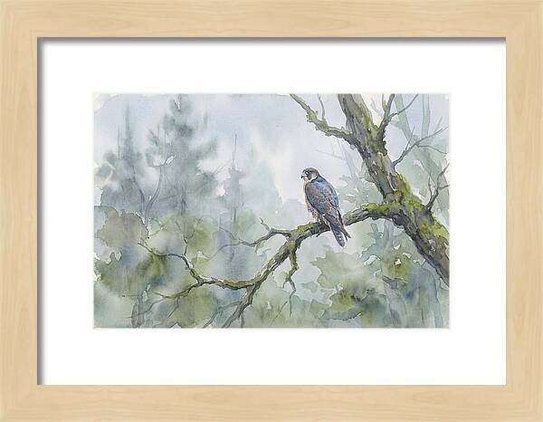 Falcon Perched In Misty Forest