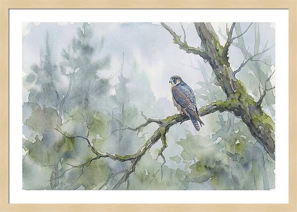 Falcon Perched In Misty Forest