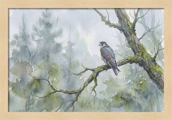 Falcon Perched In Misty Forest