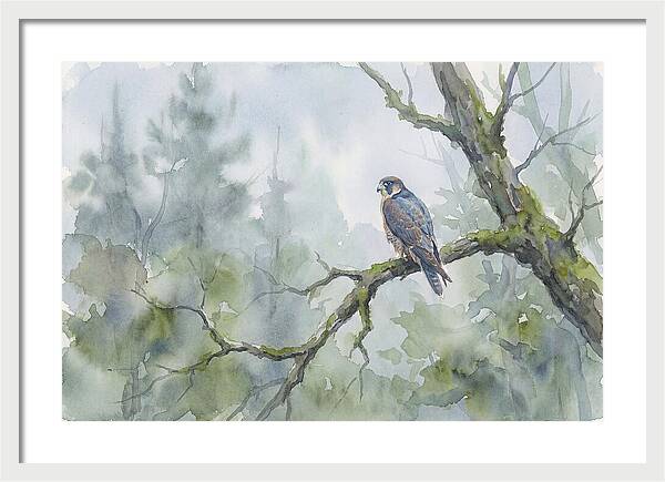 Falcon Perched In Misty Forest