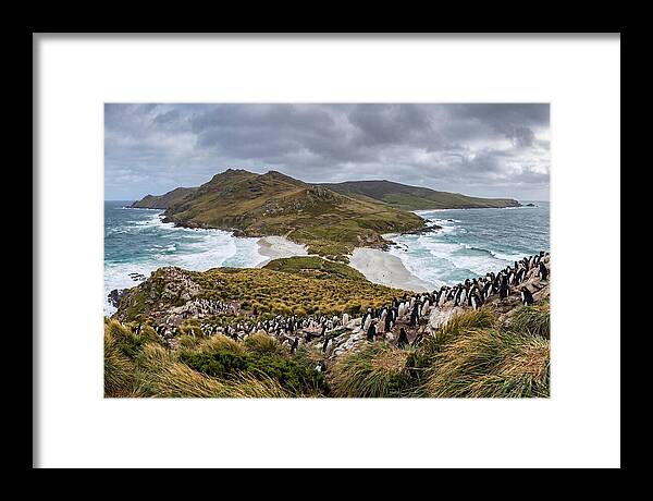 Falkland Islands Coastal Serenity