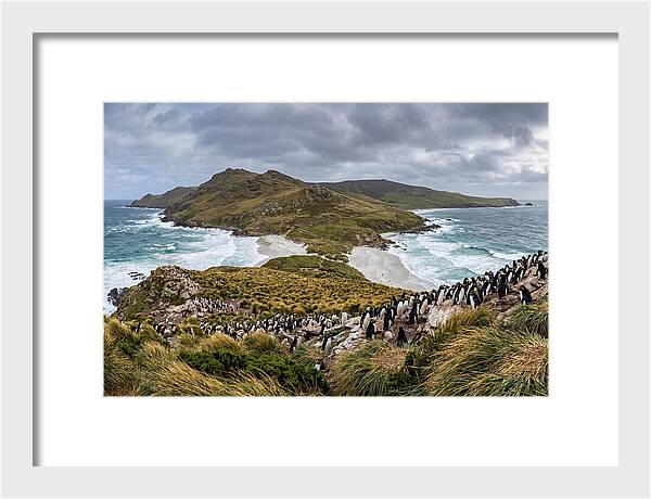 Falkland Islands Coastal Serenity