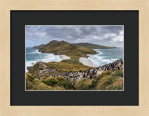 Falkland Islands Coastal Serenity