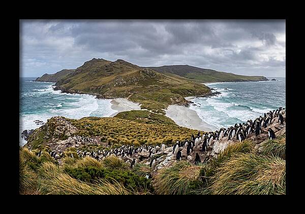 Falkland Islands Coastal Serenity