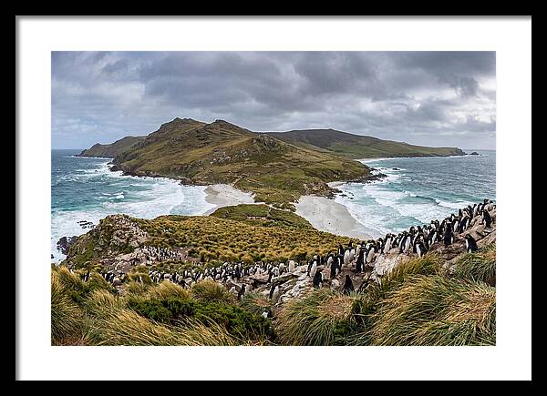 Falkland Islands Coastal Serenity