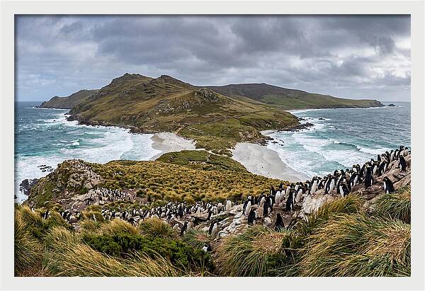 Falkland Islands Coastal Serenity