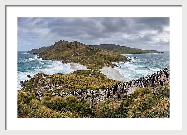 Falkland Islands Coastal Serenity