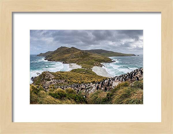 Falkland Islands Coastal Serenity