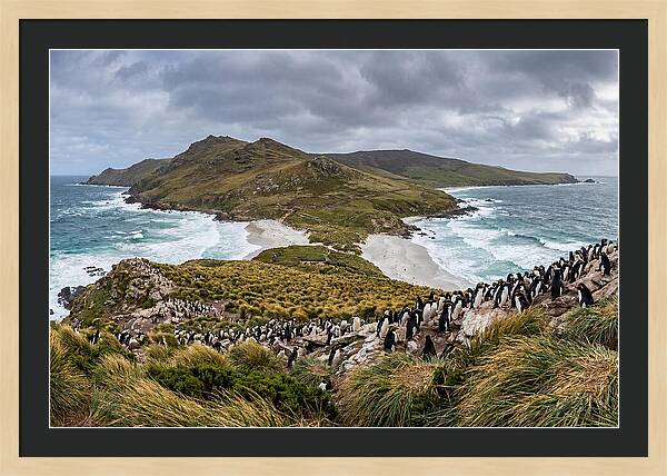 Falkland Islands Coastal Serenity
