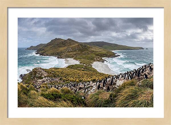 Falkland Islands Coastal Serenity