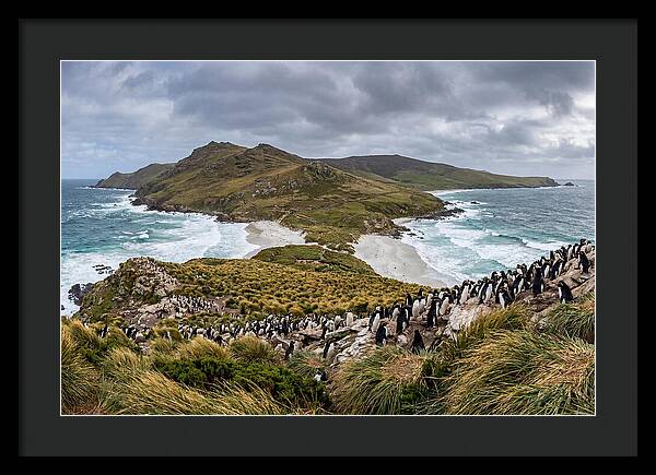 Falkland Islands Coastal Serenity