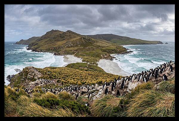Falkland Islands Coastal Serenity