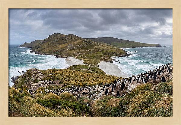 Falkland Islands Coastal Serenity