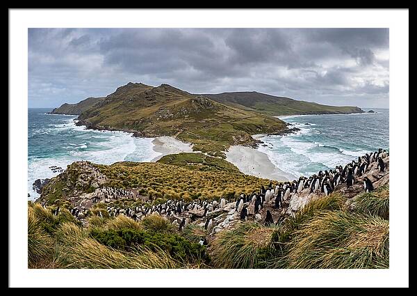 Falkland Islands Coastal Serenity