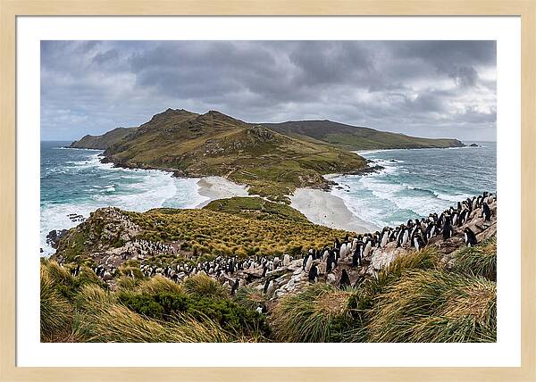 Falkland Islands Coastal Serenity