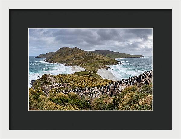 Falkland Islands Coastal Serenity