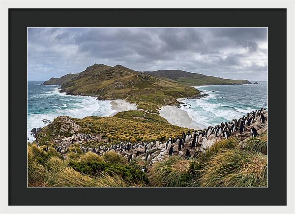 Falkland Islands Coastal Serenity
