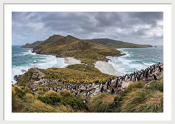 Falkland Islands Coastal Serenity