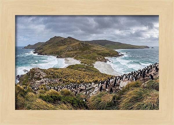 Falkland Islands Coastal Serenity