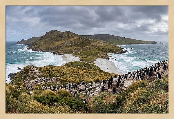 Falkland Islands Coastal Serenity
