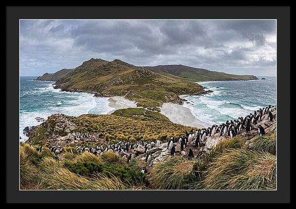 Falkland Islands Coastal Serenity