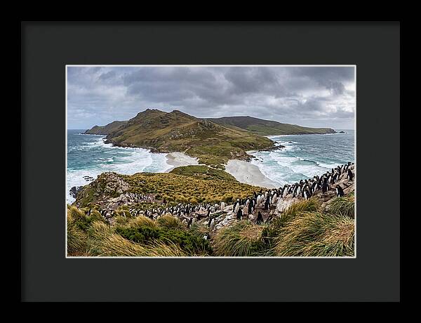 Falkland Islands Coastal Serenity
