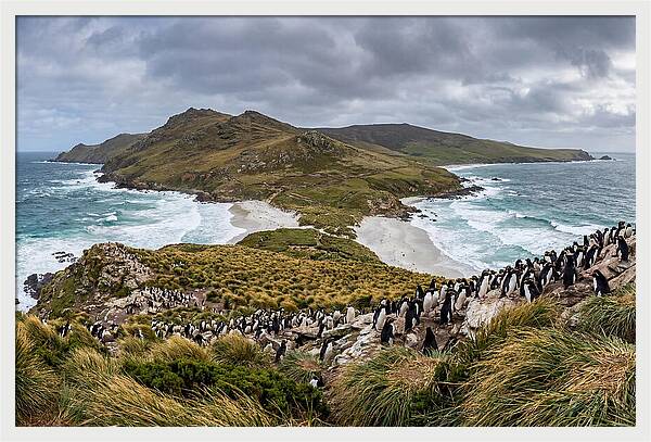 Falkland Islands Coastal Serenity