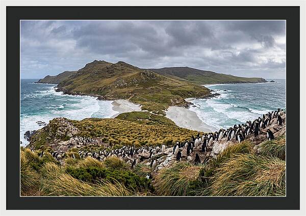 Falkland Islands Coastal Serenity
