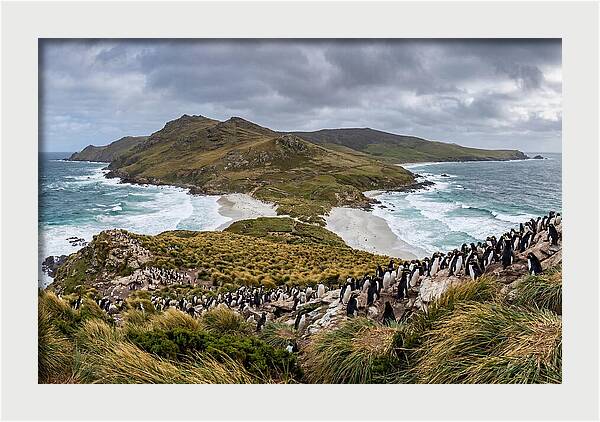 Falkland Islands Coastal Serenity