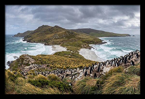 Falkland Islands Coastal Serenity