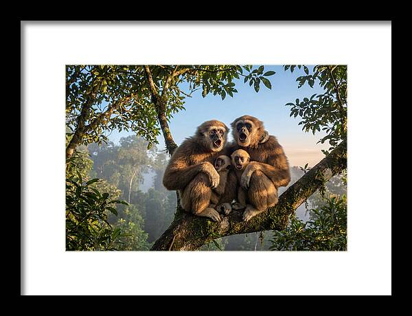 Family Of Gibbons Vocalizing Together